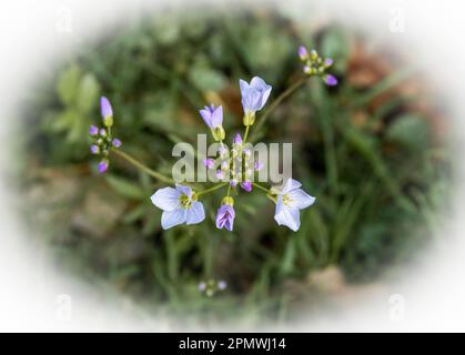 The delicate Cuckoo flower in the early spring Stock Photo