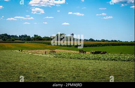 A View of an Amish Man Putting Harvested Tobacco on a Wagon to Bring To Barn for Drying on a Sunny Summer Day. Stock Photo