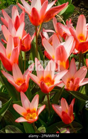 Water lily Tulip, Tulipa kaufmanniana 'Hearts Delight' Pink tulips Stock Photo