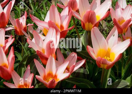 Waterlily Tulip, Tulipa kaufmanniana 'Hearts Delight' Stock Photo