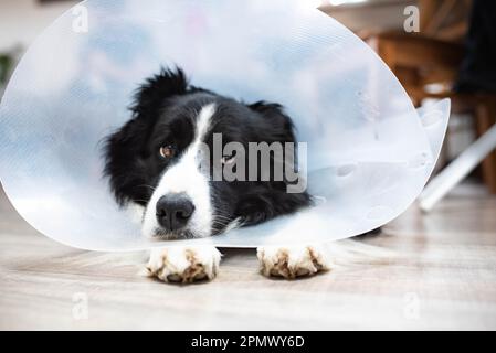 border collie dog lying after castration in a protective collar at home on the floor, head resting on paws and looking tired, head resting on paws Stock Photo