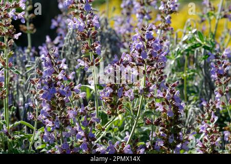 Photo of the common sage salvia officinalis Stock Photo