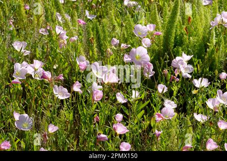 Photo of pink evening primrose (Oenothera speciosa) flowers in a meadow Stock Photo
