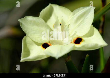 Photo of wild iris fortnight lily (Dietes bicolor) flower Stock Photo