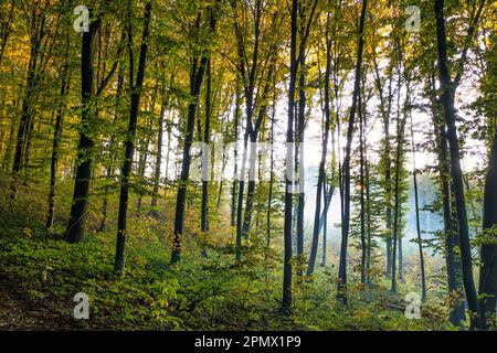 Immerse yourself in the stunning beauty of nature with this breathtaking mountain landscape. Snow-capped peaks tower over lush forests as a tranquil r Stock Photo