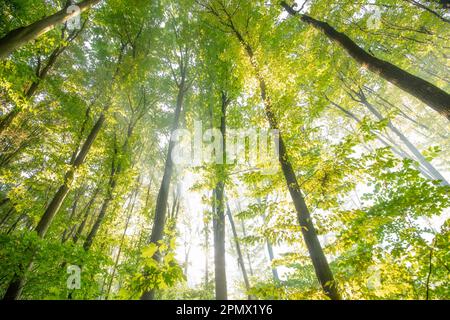 Immerse yourself in the stunning beauty of nature with this breathtaking mountain landscape. Snow-capped peaks tower over lush forests as a tranquil r Stock Photo