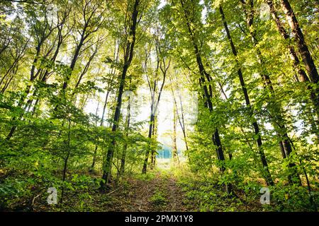 Embark on a journey through time and nature with this stunning image of an old railway track passing through a beautiful autumnal forest. The tree bra Stock Photo