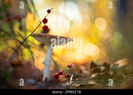 soft focus image of a vibrant red mushroom that appears to be glowing in the midst of a natural setting Stock Photo
