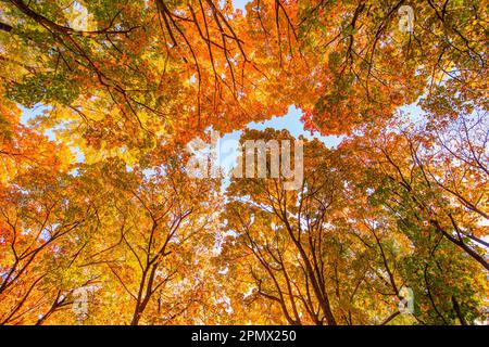 An aerial view of tree canopies at golden hour Stock Photo - Alamy