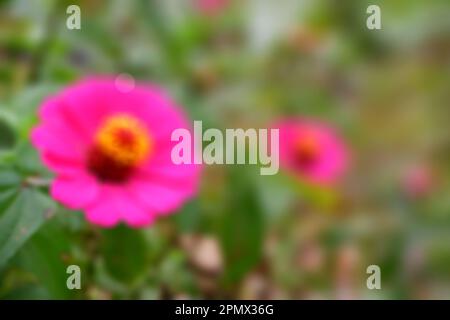 Defocused abstract background of pink flower Stock Photo