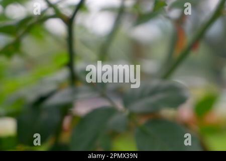 Defocused abstract leaf green background Stock Photo
