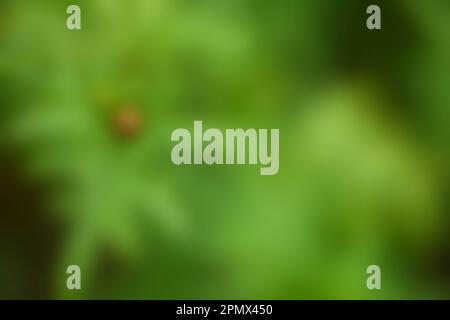 Defocused abstract leaf green background Stock Photo