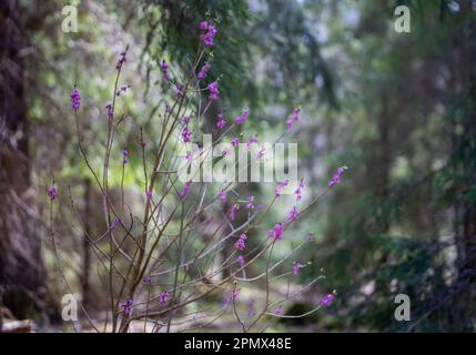 Daphne mezereum in blooming in spring day. Commonly known as mezereum, mezereon, February daphne, spurge laurel or spurge olive. Focus on foreground. Stock Photo