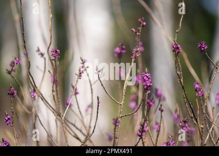 Flowers of February daphne, Daphne mezereum blooming in spring forest. Selective focus. Stock Photo