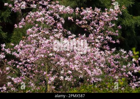 Star Magnolia, Flowering, Tree, Magnolia stellata 'Rosea' Magnolia Rosea, Blooming Stock Photo