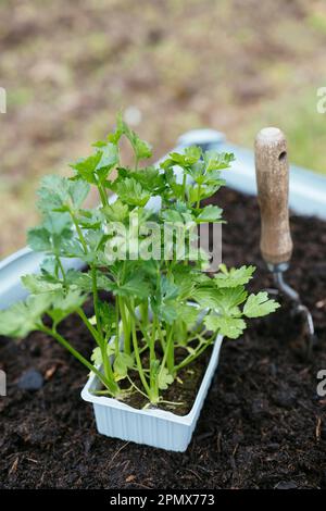 Store bought celeriac seedlings ready to be planted in a raised bed. Stock Photo