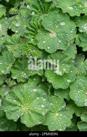 Water drops, Leaf, Alchemilla mollis, Ladys Mantle, Raindrops, Leaves Stock Photo