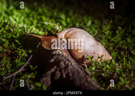 Giant African land snail in Kruger National park, South Africa ; Specie Lissachatina fulica family of Lissachatina fulica Stock Photo