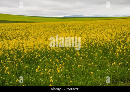 Colza plantation. Ligos, Soria province, Castilla Leon, Spain. Stock Photo