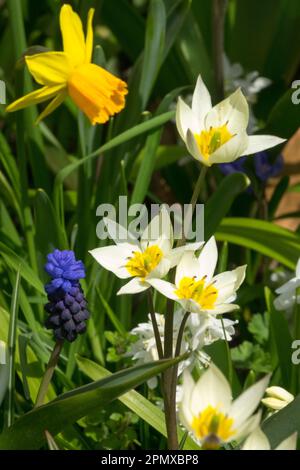 Daffodil, Grape hyacinth, Tulip Tulipa turkestanica, Narcissus 'Tete a Tete', Muscari, Flowers, Mixed Stock Photo