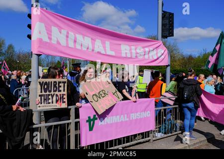 Aintree, Liverpool, UK. 15th Apr 2023. Animal Rising Protesters with placards carry out a peaceful protest outside the racecourse main entrance against the running of The Grand National and with plans to halt the running of the race. Credit: Mark Lear / Alamy Live News Stock Photo