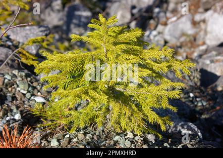 Picea orientalis. A young spruce tree on a rocky mountain slope close-up. Stock Photo