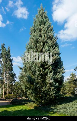 Cupressus arizonica 'Glauca', Smooth Cypress, Coniferous tree, Arizona cypress Stock Photo