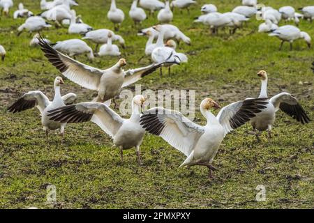 Snow Geese Dancing Walking With Wings Skagit Valley Washington Stock Photo