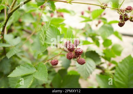 Blackberries on a green branch. Ripe blackberries. Delicious black berry growing on the bushes. Berry fruit drink. Juicy berry on a branch. Stock Photo