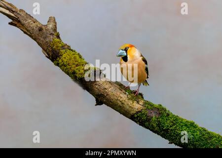 Close up of a male in splendor colorful plumage Hawfinch, Coccothraustes coccothraustes, standing on a mossy branch against light blurred background Stock Photo