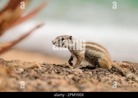 Barbary ground squirrel. Chipmunk in Fuerteventura, Canary Islands, Spain. Rodent in the wild with aloe vera plant, beach and ocean in the background. Stock Photo