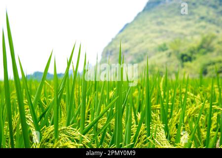 A close-up photo of grass in a meadow located in an area close to the Yangshuo , China. Stock Photo