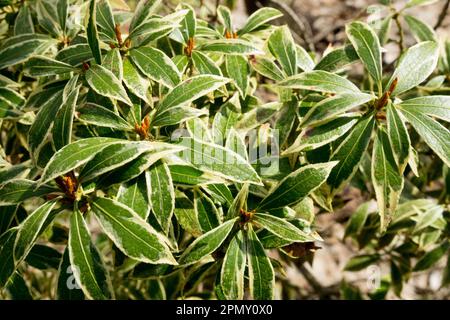 Pieris japonica 'Variegata', Japanese Pieris, Evergreen, Shrub, Foliage Stock Photo
