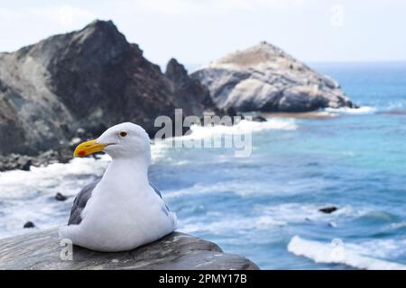 A seagull is sitting on a rock with the sea of the west coast visible in the background, as seen from road 1 - California, USA. Stock Photo