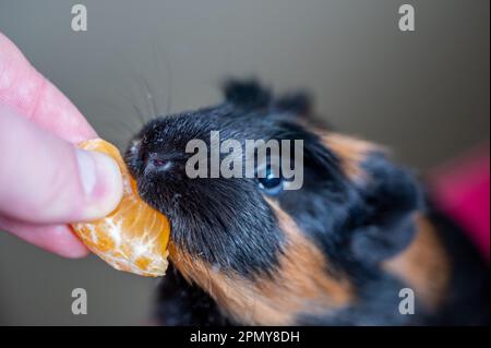 Guinea pig using front incisors to eat a tasty treat of an orange in held by hand.  Stock Photo