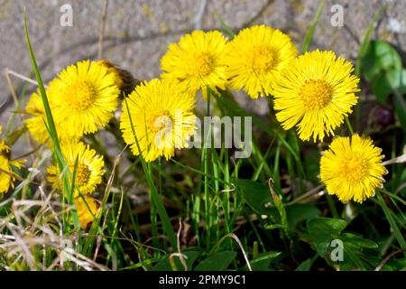 Coltsfoot (tussilago farfara), close up of a group of the early spring flowers growing in the sunshine against an old wall on derelict land. Stock Photo