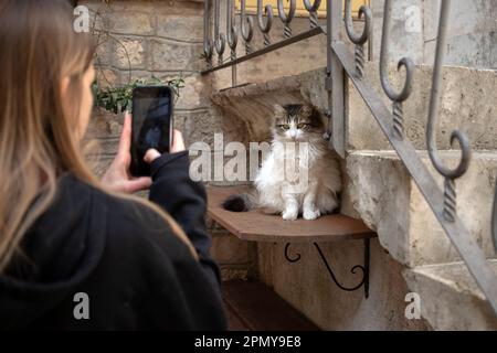 Girl photographing a beautiful long-haired cat Stock Photo