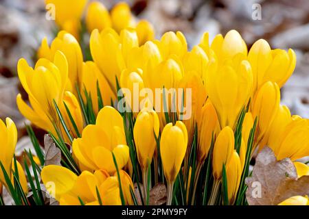 Crocus (crocus vernus), close up of a cluster of yellow flowers bursting through the leaf litter of a woodland floor in the spring. Stock Photo
