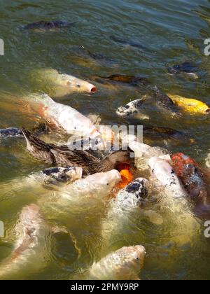 Many koi carp (Cyprinus) multicolor in surface of the water and duck in the center of the fish group Stock Photo