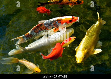 Many koi carp (Cyprinus) multicolor in surface of the water and duck in the center of the fish group Stock Photo