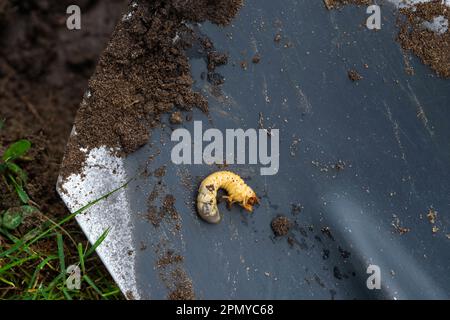 Larva of the underground pest of the vegetable garden - mole cricket. Close-up on the ground. Stock Photo