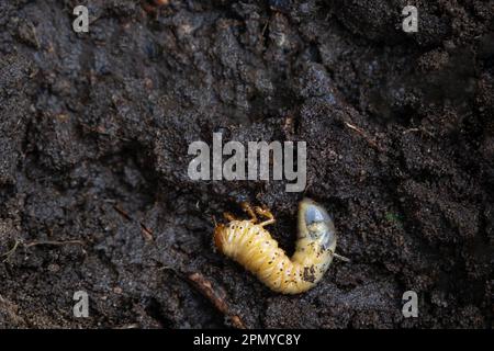 Larva of the underground pest of the vegetable garden - mole cricket. Close-up on the ground. Stock Photo