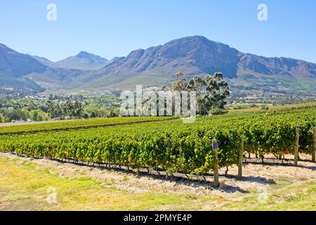 Scenic view of vineyards near Franschhoek with mountains in the background Stock Photo