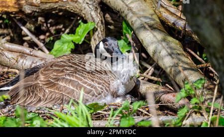 Close up of a Canada Goose sat on nest with fluffy white down feathers in beak Stock Photo