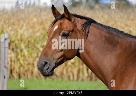 brown-red horse head with muscular neck photographed sideways in front of cornfield and green meadow. sunshine during the day. without people. Stock Photo