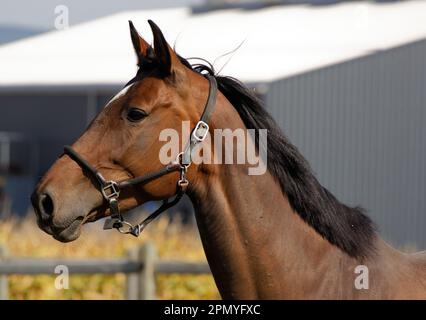 brown red horse head photographed sideways with muscular neck photographed sideways in front of corn field and gray white house in the background. day Stock Photo