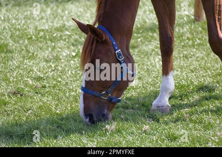 muscular brown red horse head with blue bridle photographed sideways left eating grass on green spring meadow. Day without people 8k resolution. Stock Photo