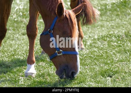 muscular brown red horse head with blue bridle photographed on the right side eating grass on green spring meadow. Day without people 8k resolution. Stock Photo