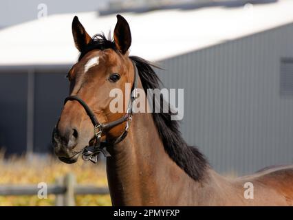 brown-red horse head photographed from the front with muscular neck photographed from the side in front of cornfield and gray-white house in the backg Stock Photo