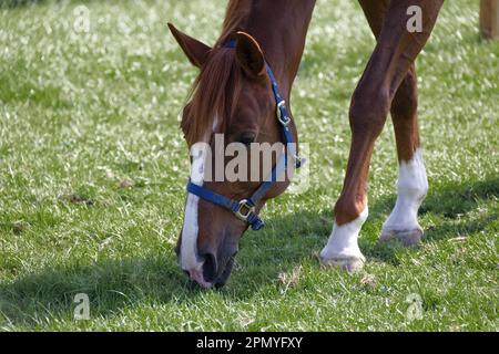 muscular brown red horse head with blue bridle photographed sideways front left eating grass on green spring meadow. Day without people 8k resolution. Stock Photo